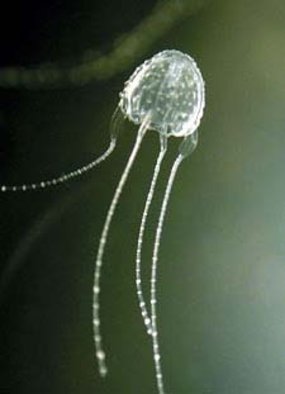 Hamilton Island QLD - meduza